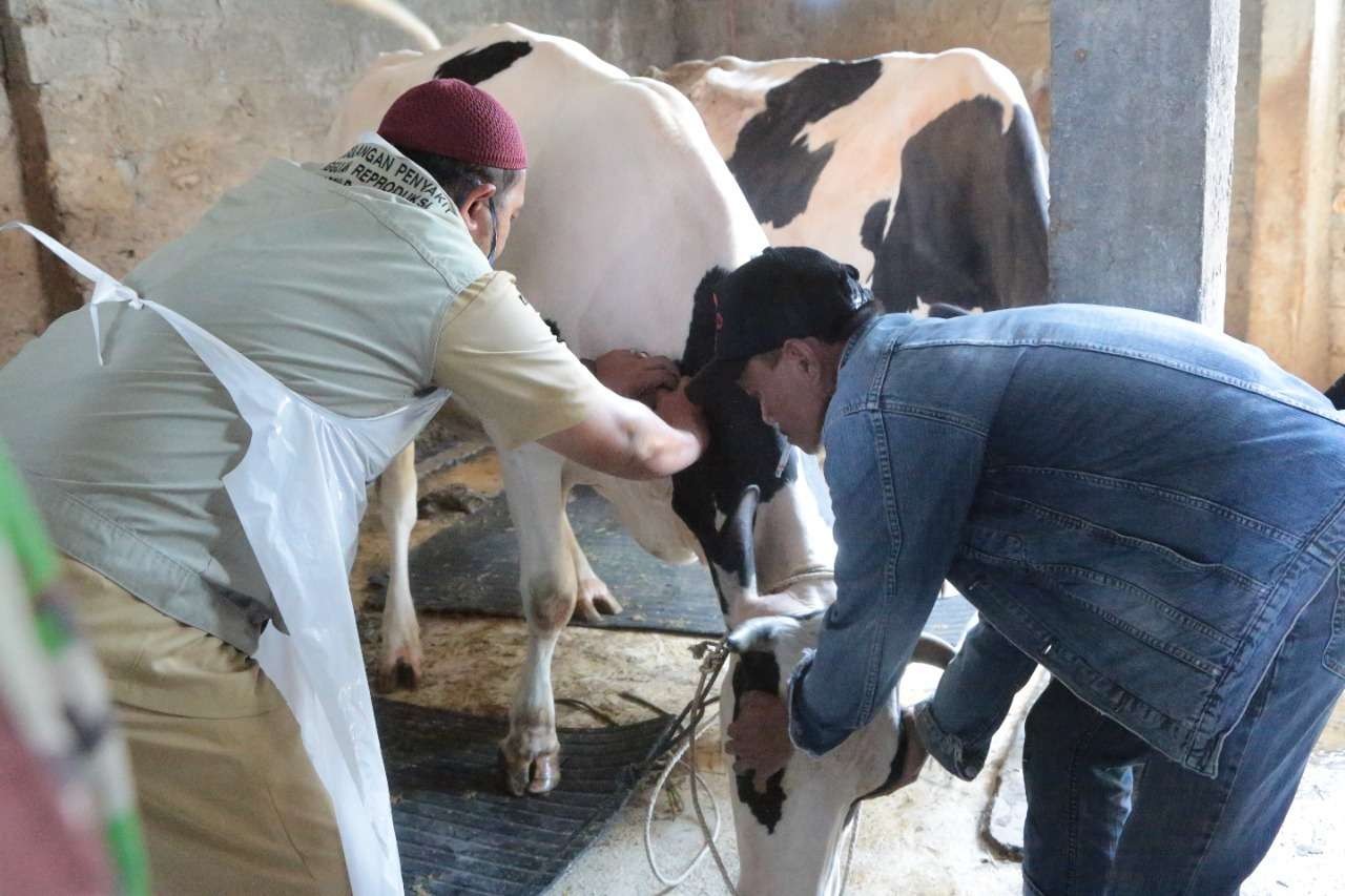 Petugas melakukan vaksinasi PMK tahap kedua terhadap 700 sapi di Kota Probolinggo. (Foto: Ikhsan Mahmudi/Ngopibareng.id)