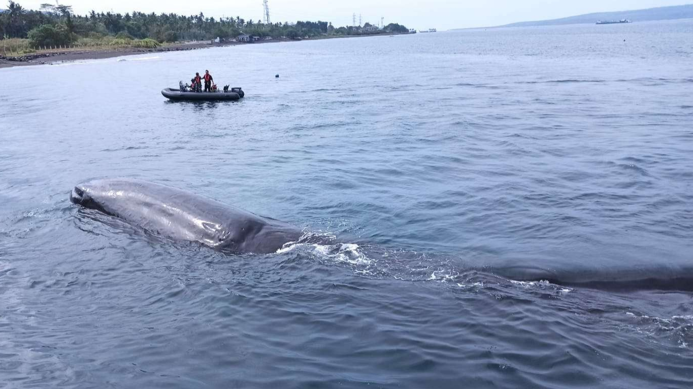 Petugas dari Lanal Banyuwangi mencoba menggiring paus ke arah perairan yang lebih dalam (Foto: Muh Hujaini/Ngopibareng.id)