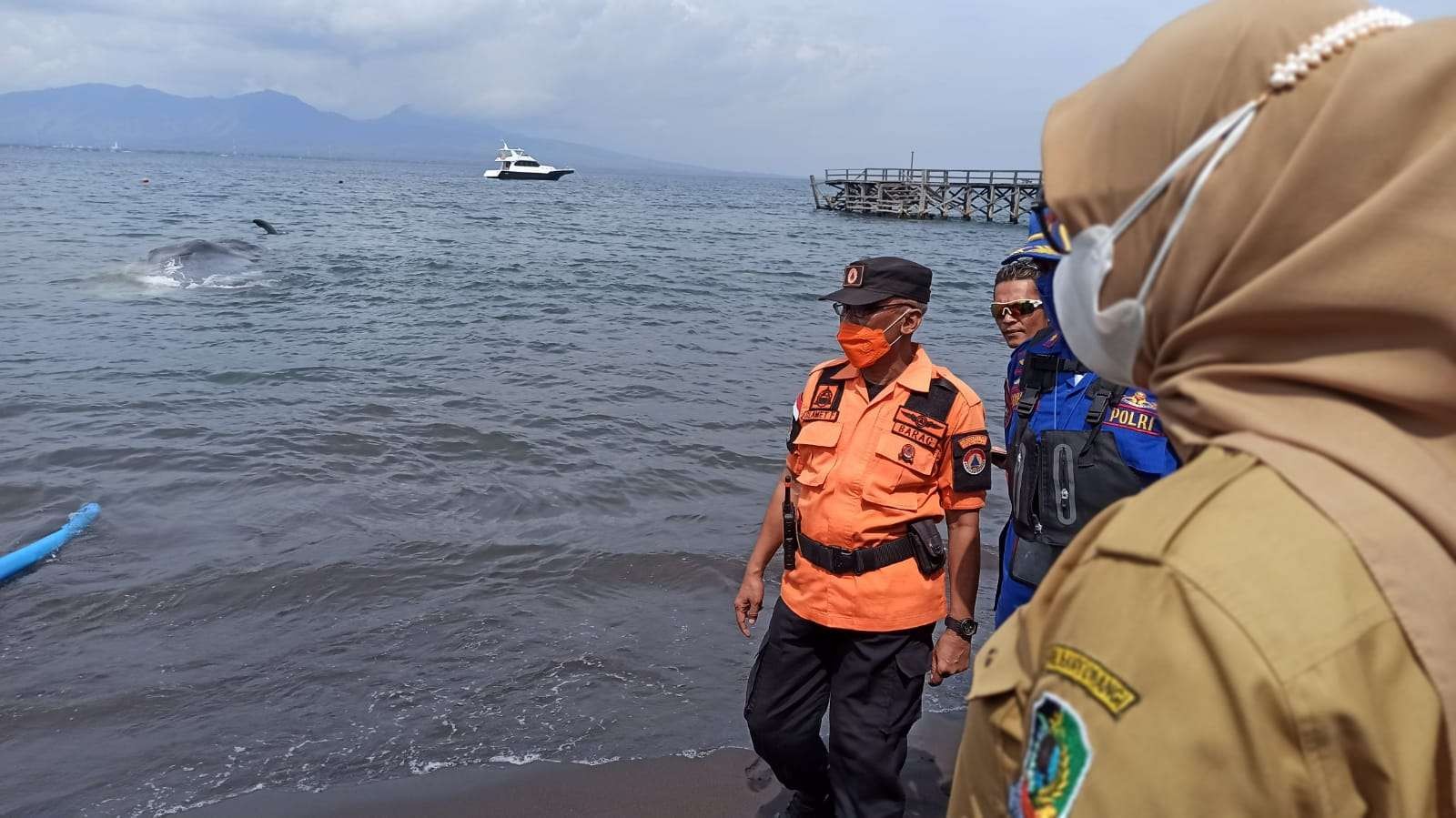 Bupati Banyuwangi Ipuk Fiestiandani melihat lokasi bangkai paus sperma (foto Muh Hujaini/Ngopibareng.id)