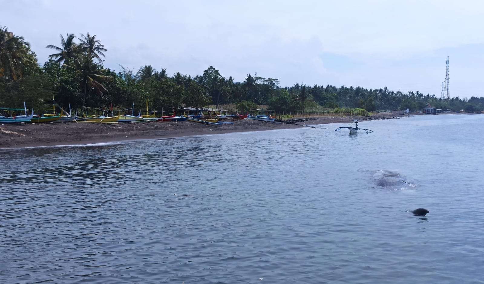 Bangkai paus sperma yang terdampar di Pantai Bulusan, Banyuwangi (foto:Muh Hujaini/Ngopibareng.id)