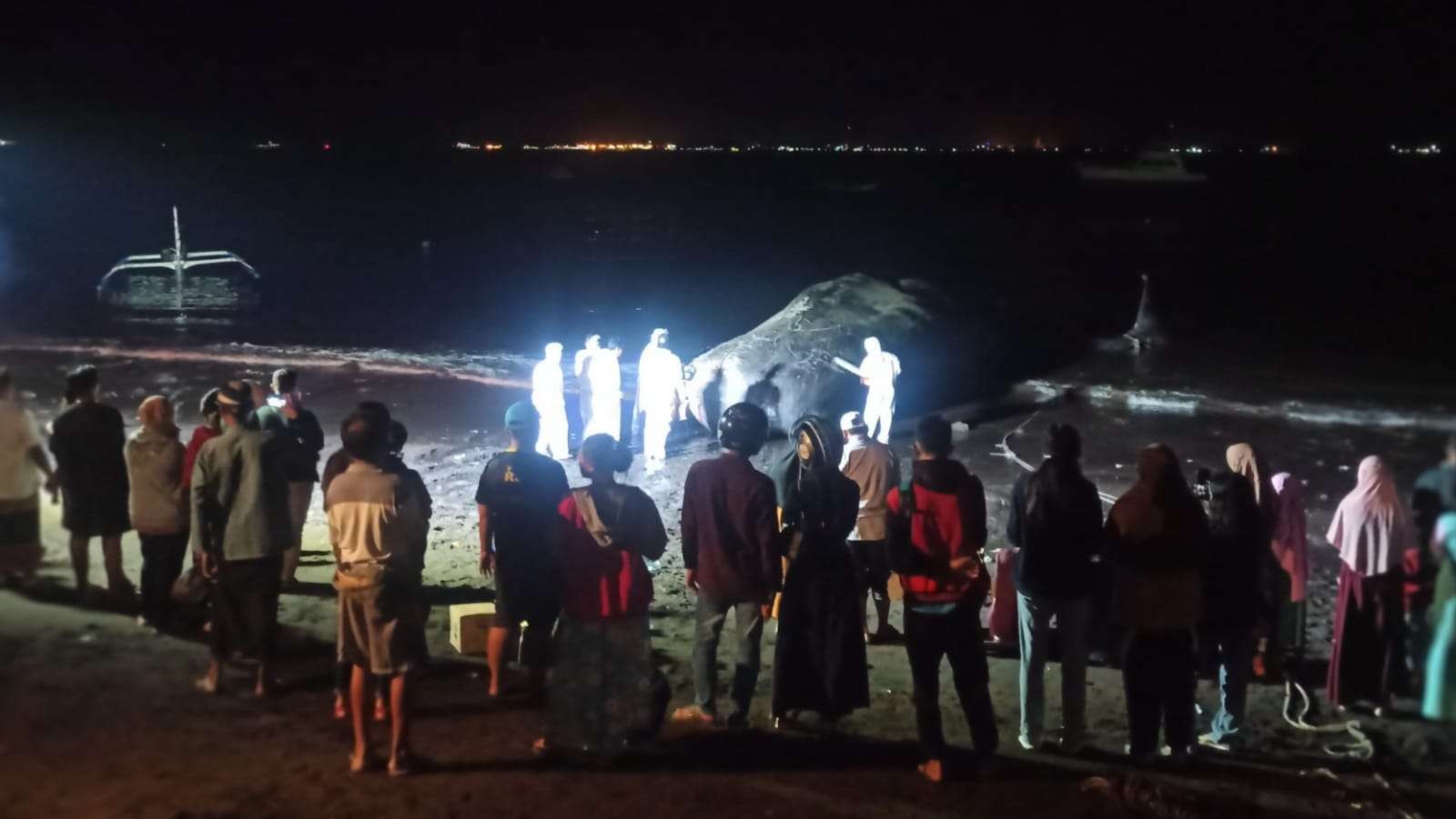 Proses pemotongan sampel untuk proses otopsi paus sperma berlangsung hingga malam hari. (Foto: Muh Hujaini/Ngopibareng.id)