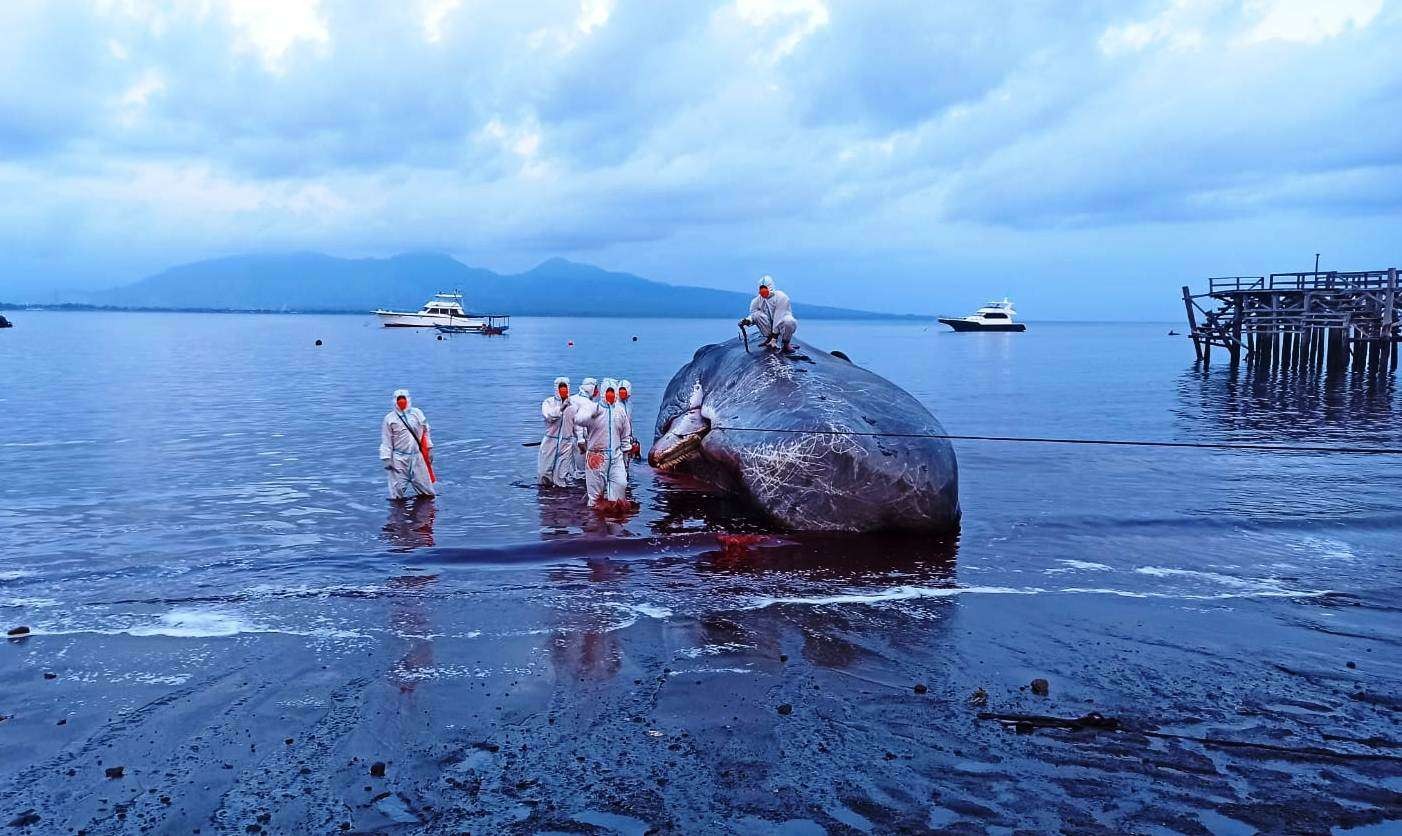 Petugas dari BPBD Banyuwangi sedang mengambil sampel dari bangkai paus untuk kebutuhan penelitian. (Foto: Muh Hujaini/Ngopibareng.id)