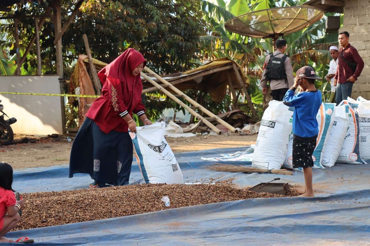 Salah satu warga Dusun Baban Timur melakukan aktivitas penjemuran biji kopi (Foto:Istimewa)