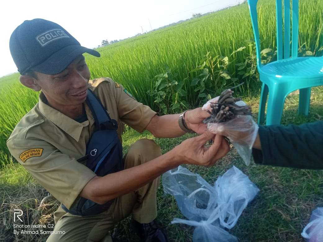 Perangkat Desa Gondel Andi Kurniawan saat menyerahkan buntut tikus di lapangan Desa Sidorej, kepada BPP Kedungtuban (Foto: Ahmad Sampurno / Ngopibareng.id)