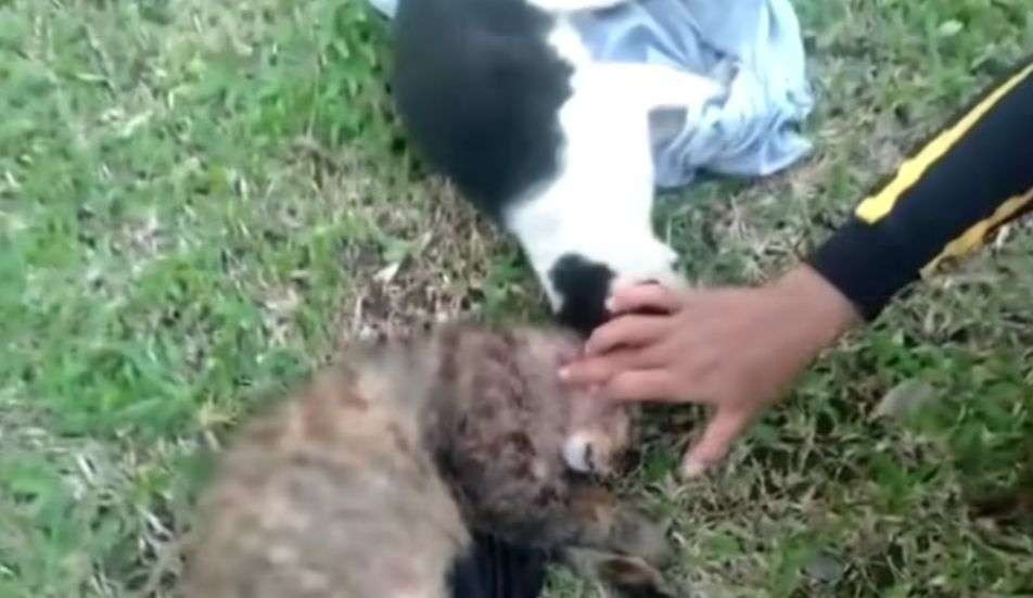 Enam ekor kucing ditemukan mengalami luka tembak di area Sekolah Staf dan Komando (Sesko) TNI, Jalan RAA Martanegara, Bandung, pada Selasa 16 Agustus 2022. (Foto: Instagram @rumahsinggahclow)