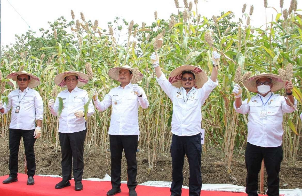 Keteangan Foto : Menteri Pertanian RI Syahrul Yasin Limpo panen raya sorghum di Desa Gondang Lor, Kecakatan Sugio Lamongan (Foto:Kominfo Pemkab Lamongan)