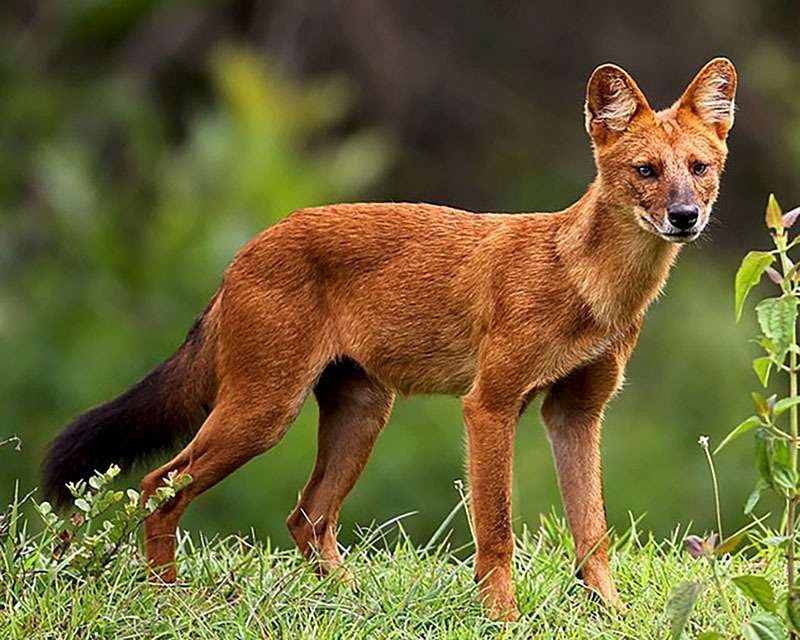 Anjing ajag (Cuon alpinus) yang tersebar luas di Asia, terutama wilaayah selatan dan timur. Di kawasan Gunung Bromo jejak kaki ajag juga ditemukan. (Foto: Wikimedia Commons/David Raju)