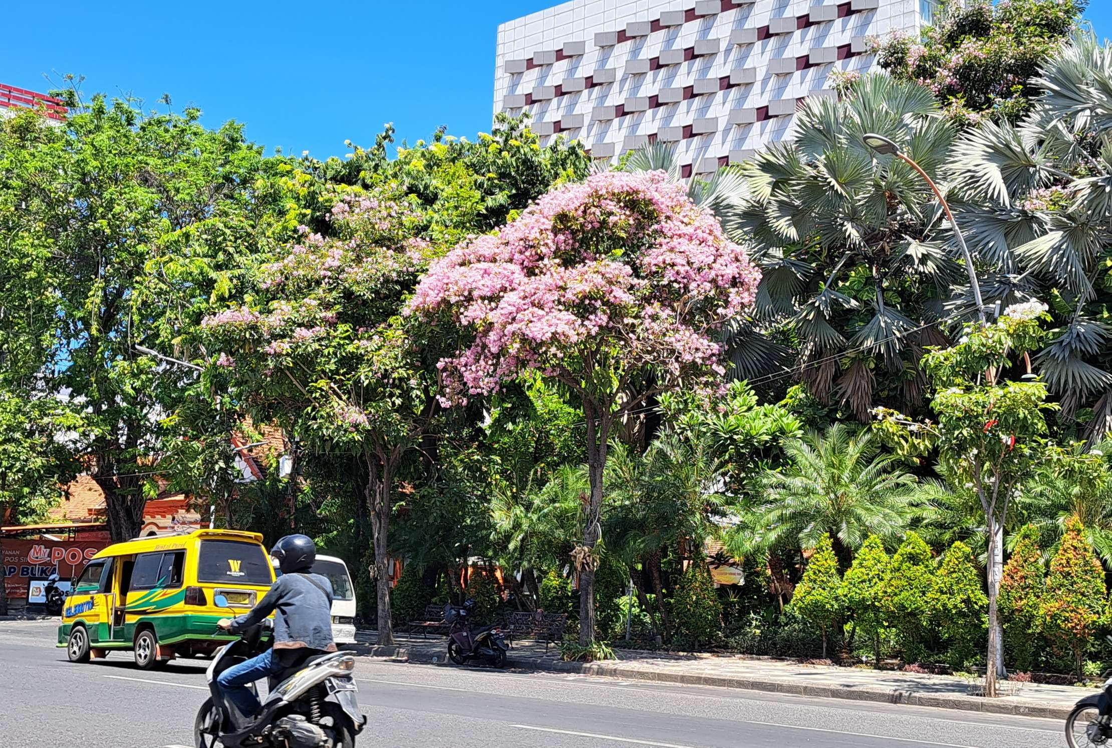 Bunga Tebebuya yang mulai bermekaran di Jalan Gubernur Suryo, depan gedung negara Garahadi. (Foto: Pita Sari/Ngopibareng.id)