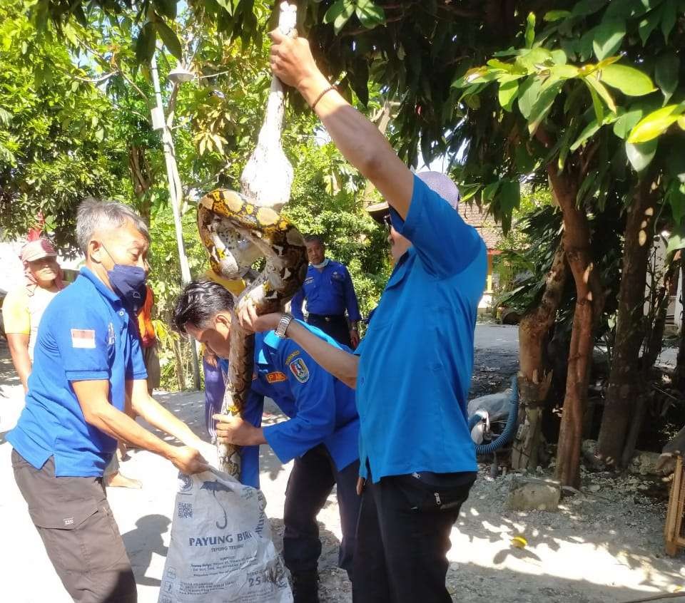 Satpol PP dan Damkar Tuban berhasil mengevakuasi ular piton sepanjang 4 meter. (Foto: Dokumentasi Damkar Tuban)