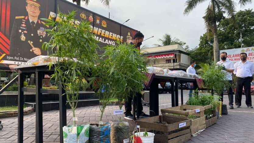 Barang bukti pohon ganja yang diamankan Polres Malang (Foto: Lalu Theo/Ngopibareng.id)