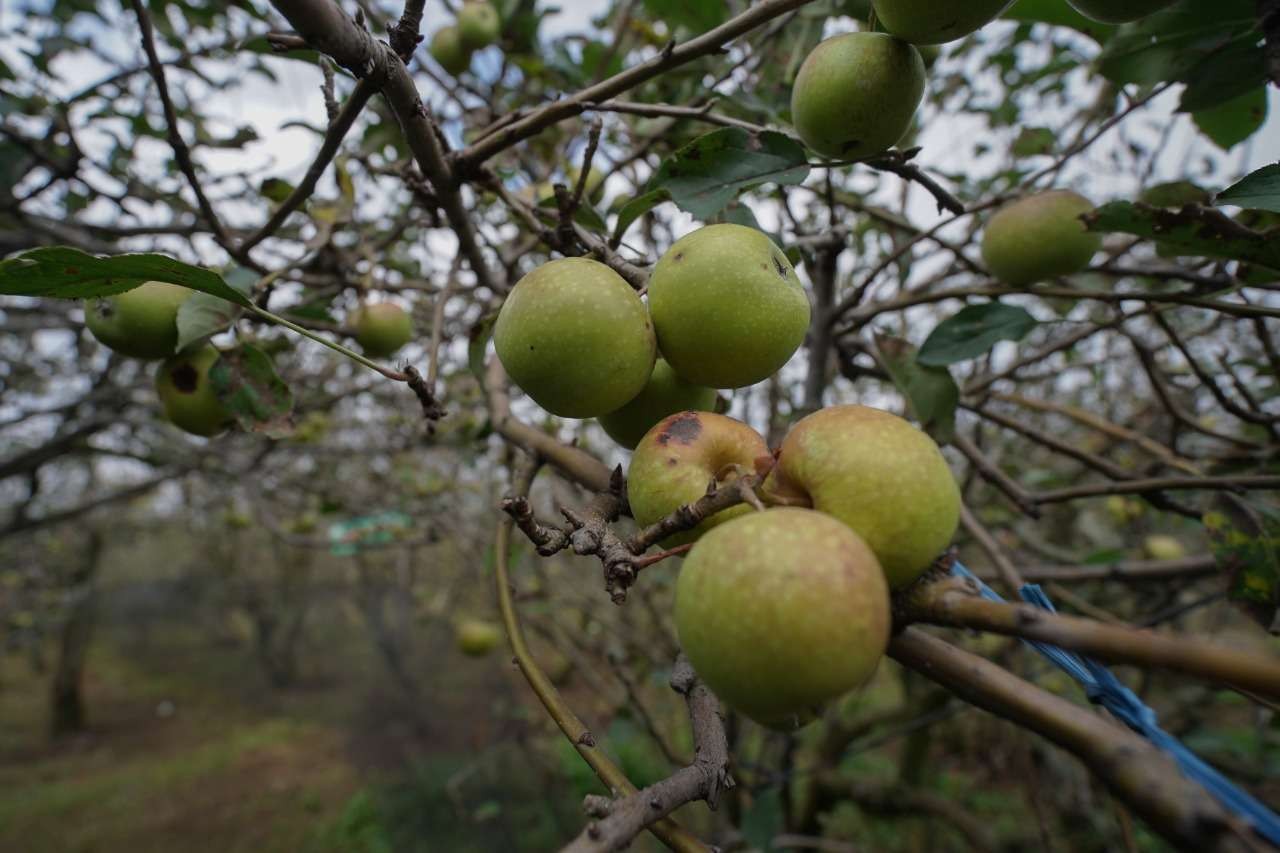 Komoditas apel Kota Batu (Foto: Diskominfo Kota Batu)