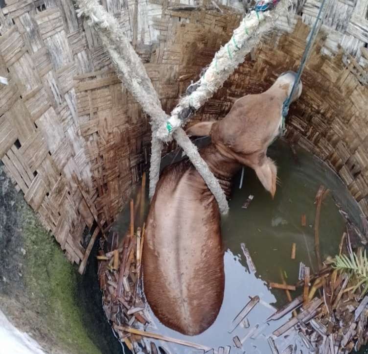 Kondisi sapi milik warga Tuban saat dilakukan pengangkatan dari dalam sumur. (Foto: Dokumentasi Damkar Tuban)