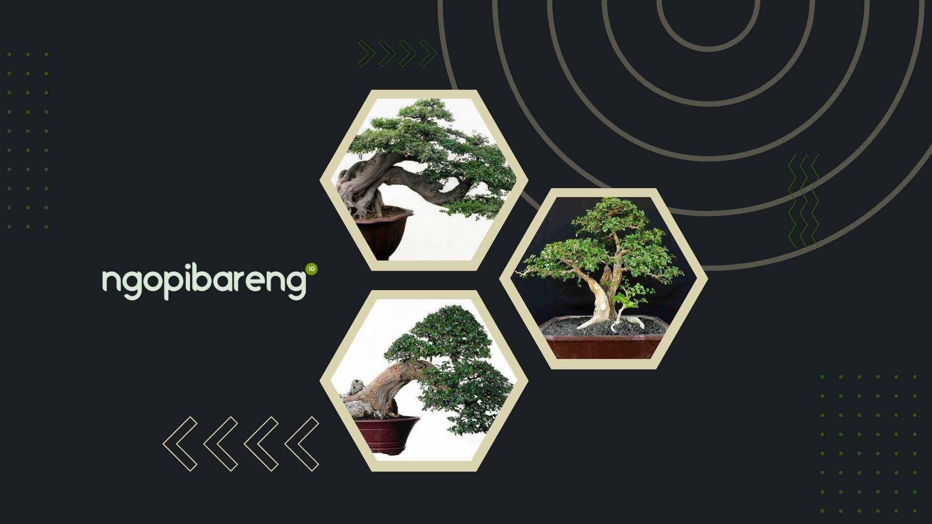 Bonsai merupakan salah satu tanaman hias yang banyak di gemari. Berbeda dengan tanaman hias konvensional, bonsai memiliki keunikan sendiri. (Ilustrasi: Fa-Vidhi/ Ngopibareng.id)