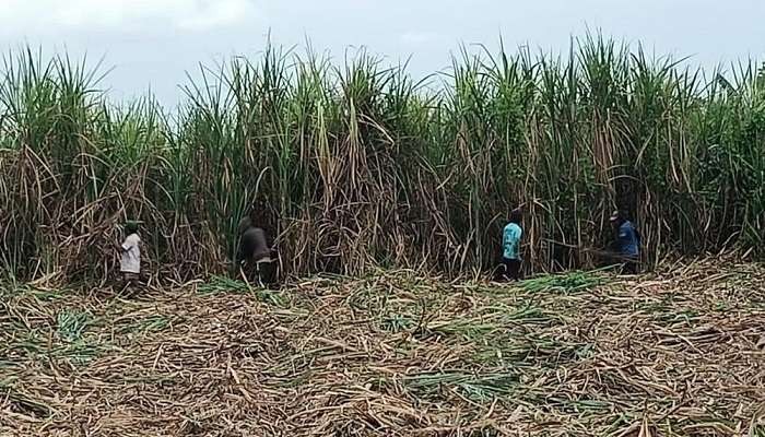 Tebu milik korban yang ditebang tanpa izin oleh Kepala Desa Klatakan, Ali Wafa (Foto: Rusdi/Ngopibareng.id)