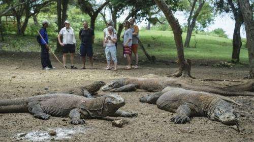 Wisatawan menyaksikan habitat komodo di Pulau Rinca. (Foto: Antara)