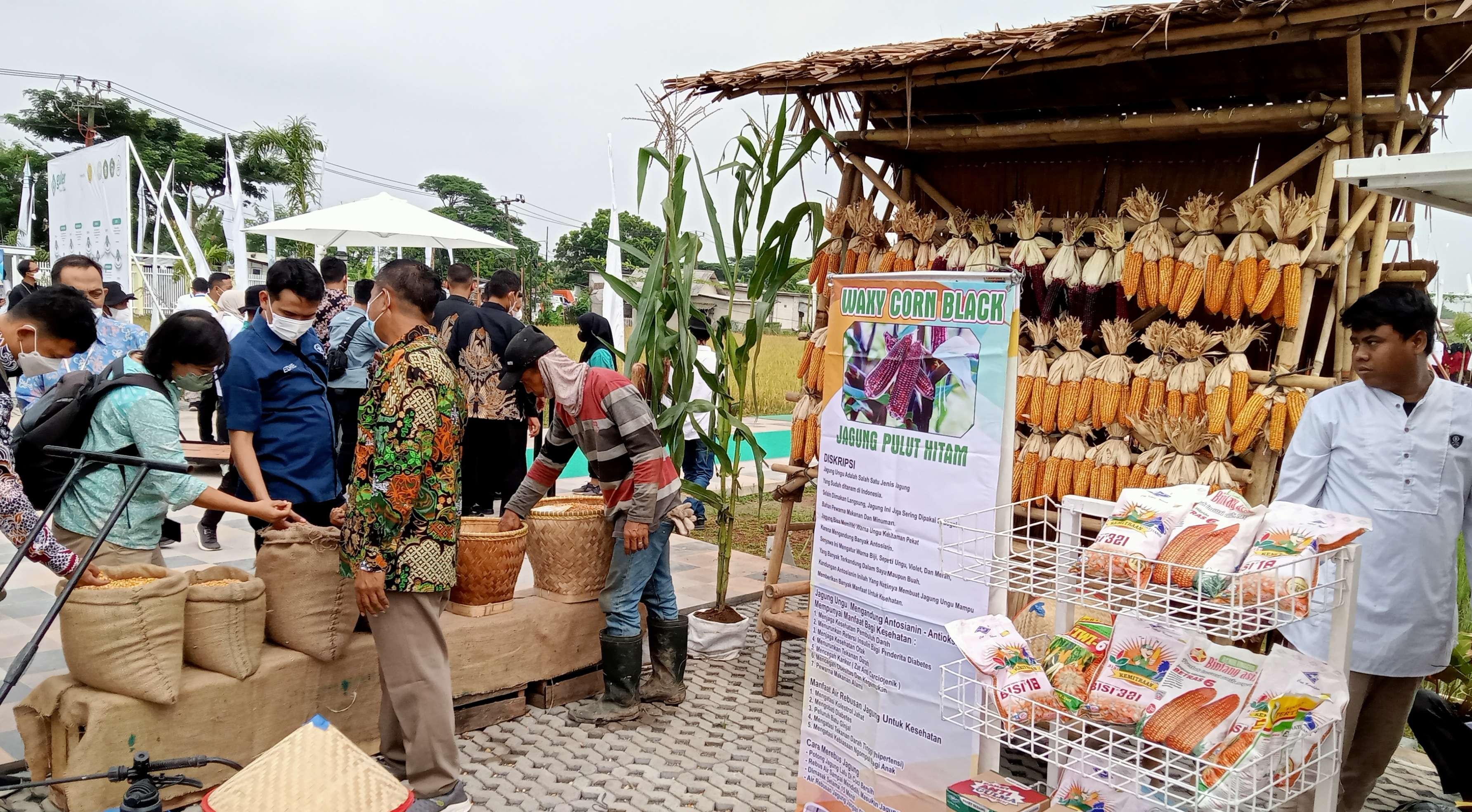 Jagung unggulan yang ikut dipamerkan pada peresmian Agroeduwisata Guler Farm Nature  di Desa Kanda Wati, Kec. Gunung Kaler, Kab. Tangerang, Banten. (Foto: Asmanu/Ngopibareng.id)