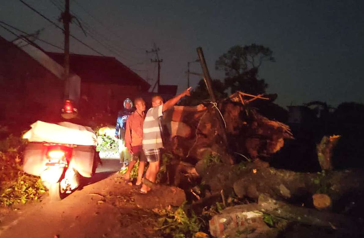 Pohon tumbang di Sidoarjo menimpa kabel dan tiang listrik akibatkan listrik padam (Foto : Aini/Ngopibareng.id)