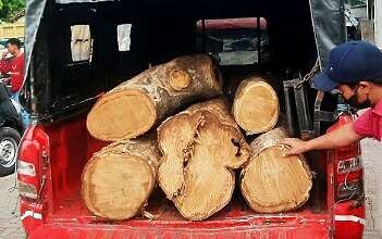 Kayu jati dari penebangan liar di kawasan hutan Baluran Situbondo berhasil diamankan Polhut. (Foto: Dokumentasi Polhut TNB Situbondo)