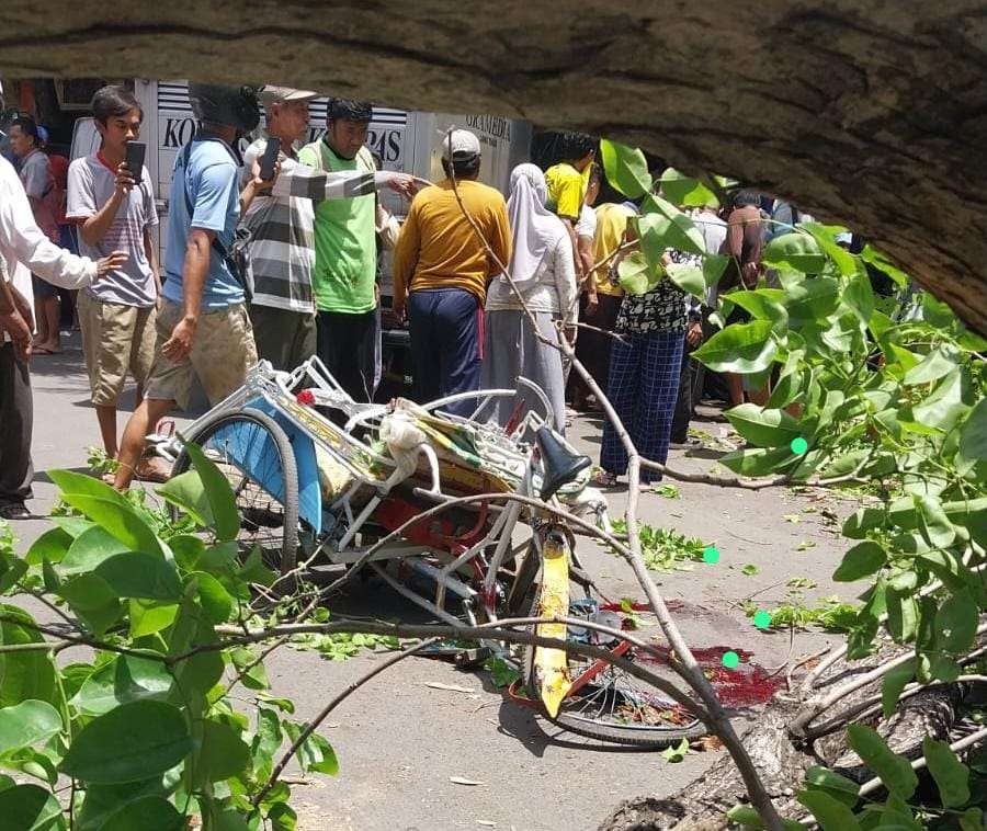 Pohon tumbang di Jalan Panglima Sudirman Kota Probolinggo menimpa becak dan mobil. (Foto: Ikhsan Mahmudi/Ngopibareng.id)