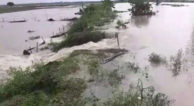 Tanggul di persawahan di Desa Gedongarum Kecamatan Kanor, Bojonegoro, jebol, pada Senin 24 Oktober 2022. (Foto: tangkapan video)