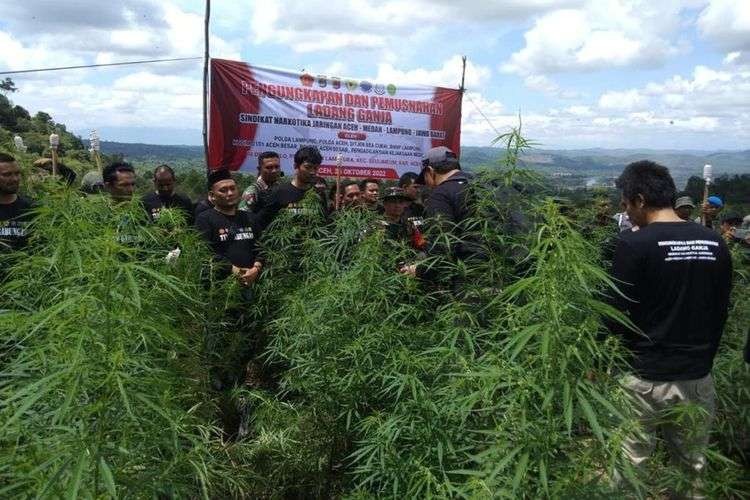 Polda Lampung memusnahkan 12 ton ganja langsung di ladangnya yang berada di Aceh, Selasa 25 Oktober 2022. (Foto: Dok. Ditnarkoba Polda Lampung)