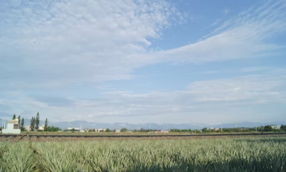 Badan Meteorologi, Klimatologi, dan Geofisika (BMKG) Juanda memprakirakan cuaca cerah dan berawan berlangsung di Jawa Timur. (Foto: Unsplash)