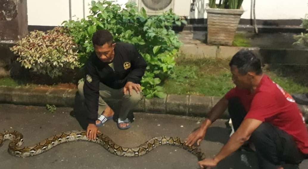 Petugas dari Satpol PP dan Damkar berhasil mengevakuasi ular piton (Dok. Damkar Tuban)