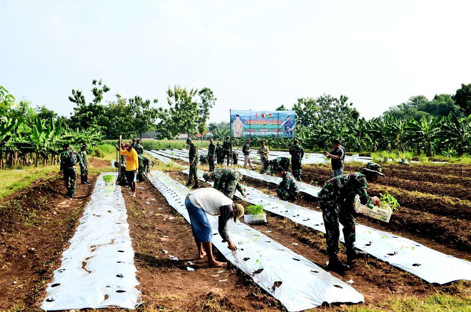 Anggota Kodim Bojonegoro serentak tanam Cabai (foto; Kodim Bojonegoro)