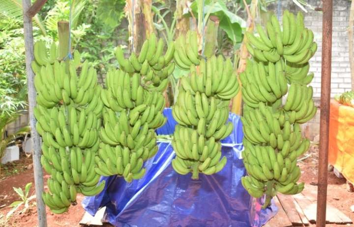 Pisang cavedish di Lamongan memiliki prospek marketing lebih bagus setelah diripening. (Foto: Istimewa)