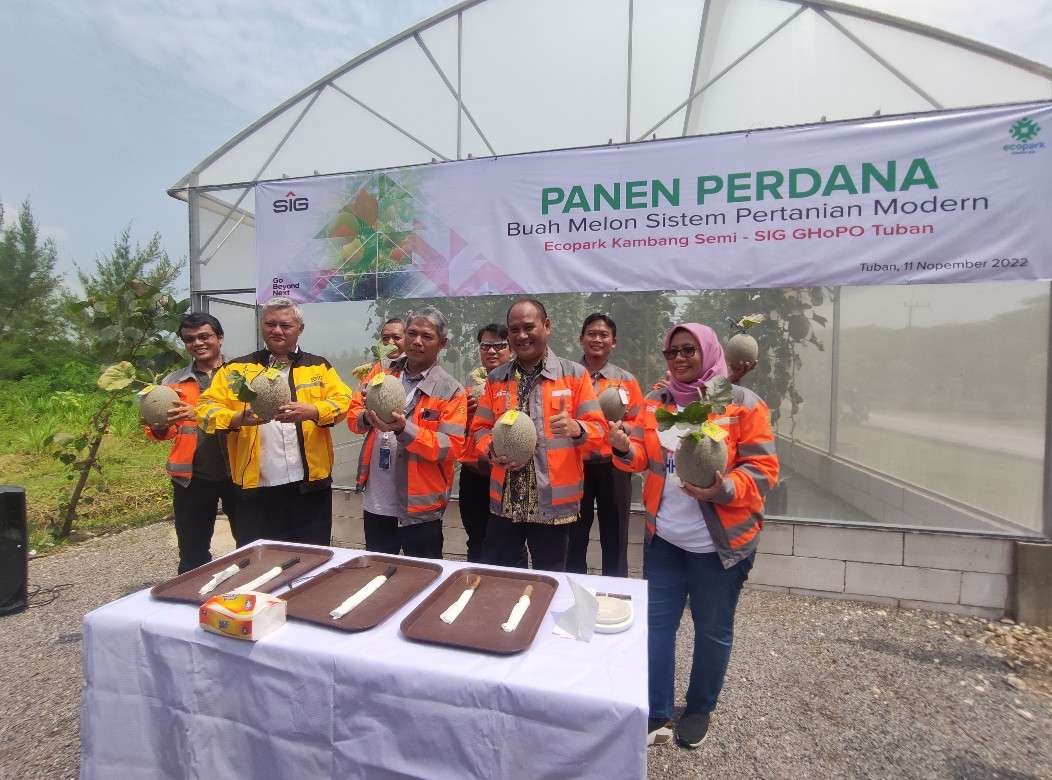 Jajaran Direksi dan Pejabat Ekselon 1 SIG GHoPO Tuban melakukan panen perdana melon Golden Aroma dikawasan Ecoprak Kambangsemi (dok. SIG GHoPO Tuban)