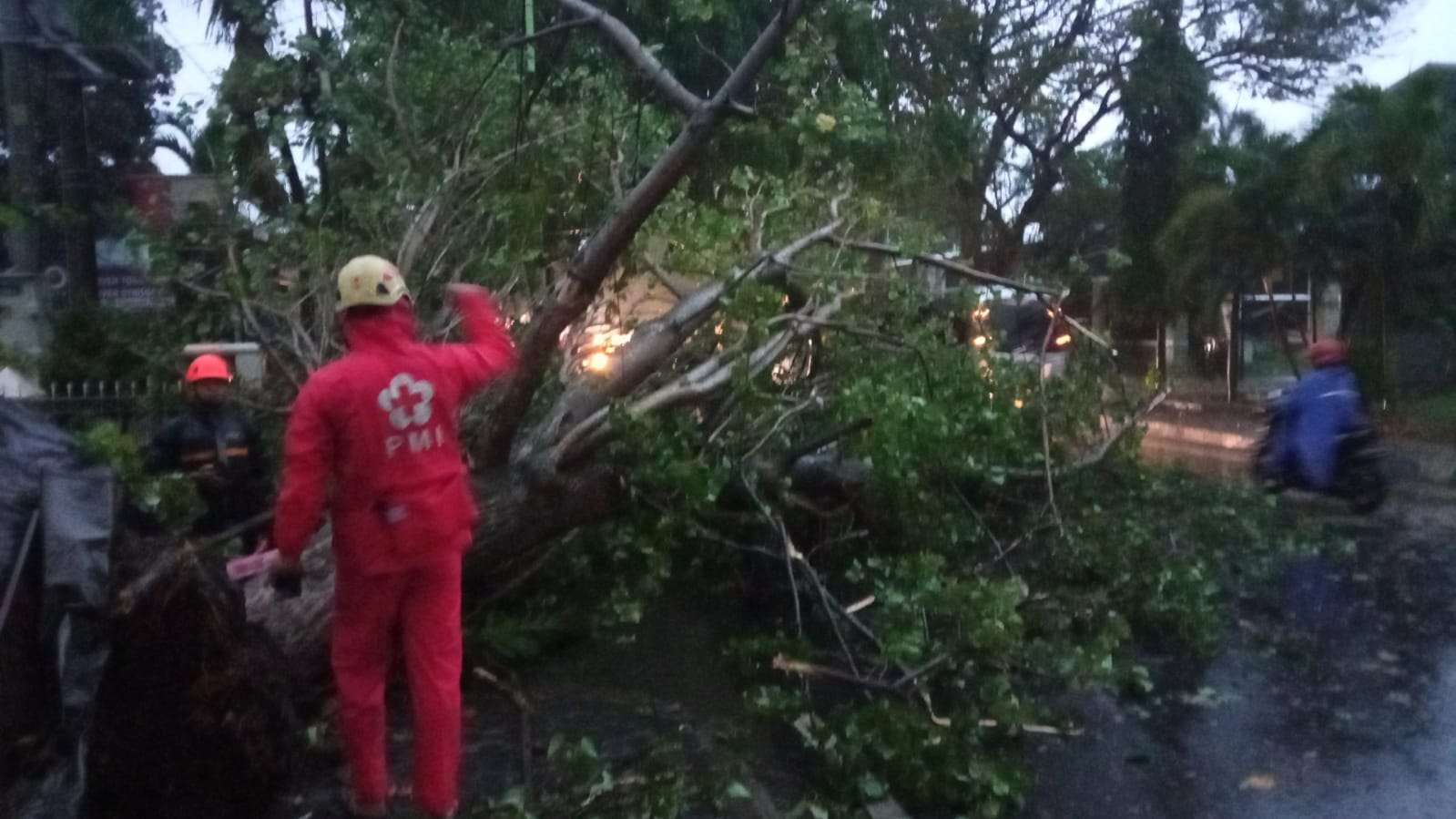 Petugas gabungan sedang menyingkirkan pohon yang tumbang di depan Pemkot Probolinggo. (Foto: Ikhsan Mahmudi/Ngopibareng.id)