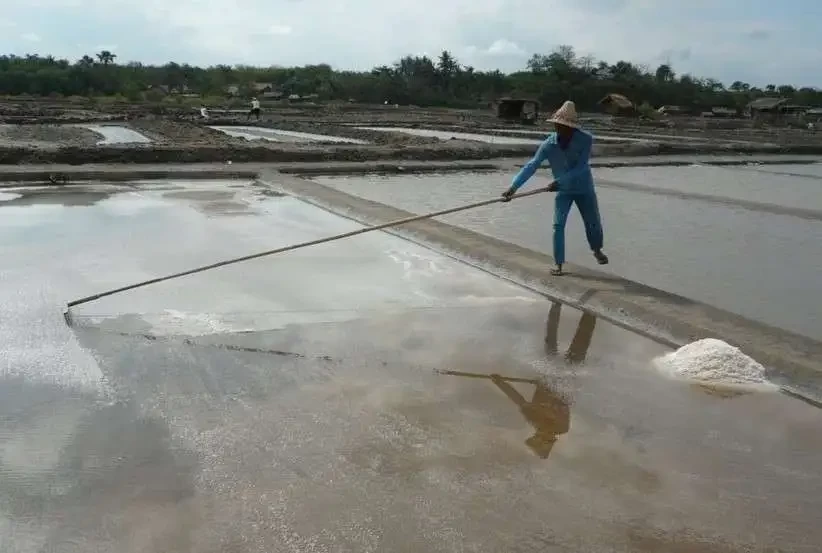 Petani di Kabupaten Probolinggo sedang mengumpulkan kristal garam di petak tambak garamnya. (Foto: Ikhsan Mahmudi/Ngopibareng.id)