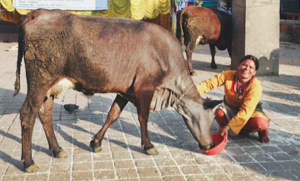 Pengadilan di Gujarat, India, menjatuhkan vonis enam bulan penjara. Sebabnya, ia membiarkan sapinya bebas berkeliaran di jalan. (Foto: unsplash)