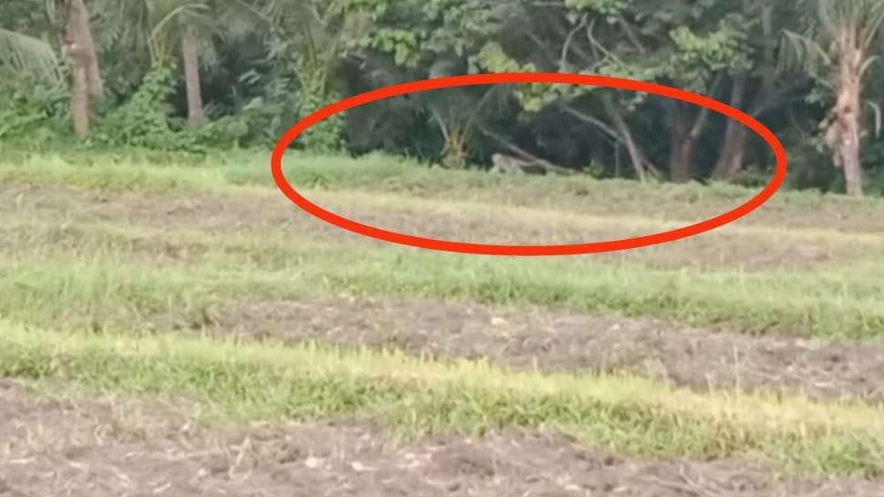 Kawanan kera ekor panjang menyerang tanaman pertanian di Banyuwangi, Jawa Timur. (Foto: Dokumentasi warga)