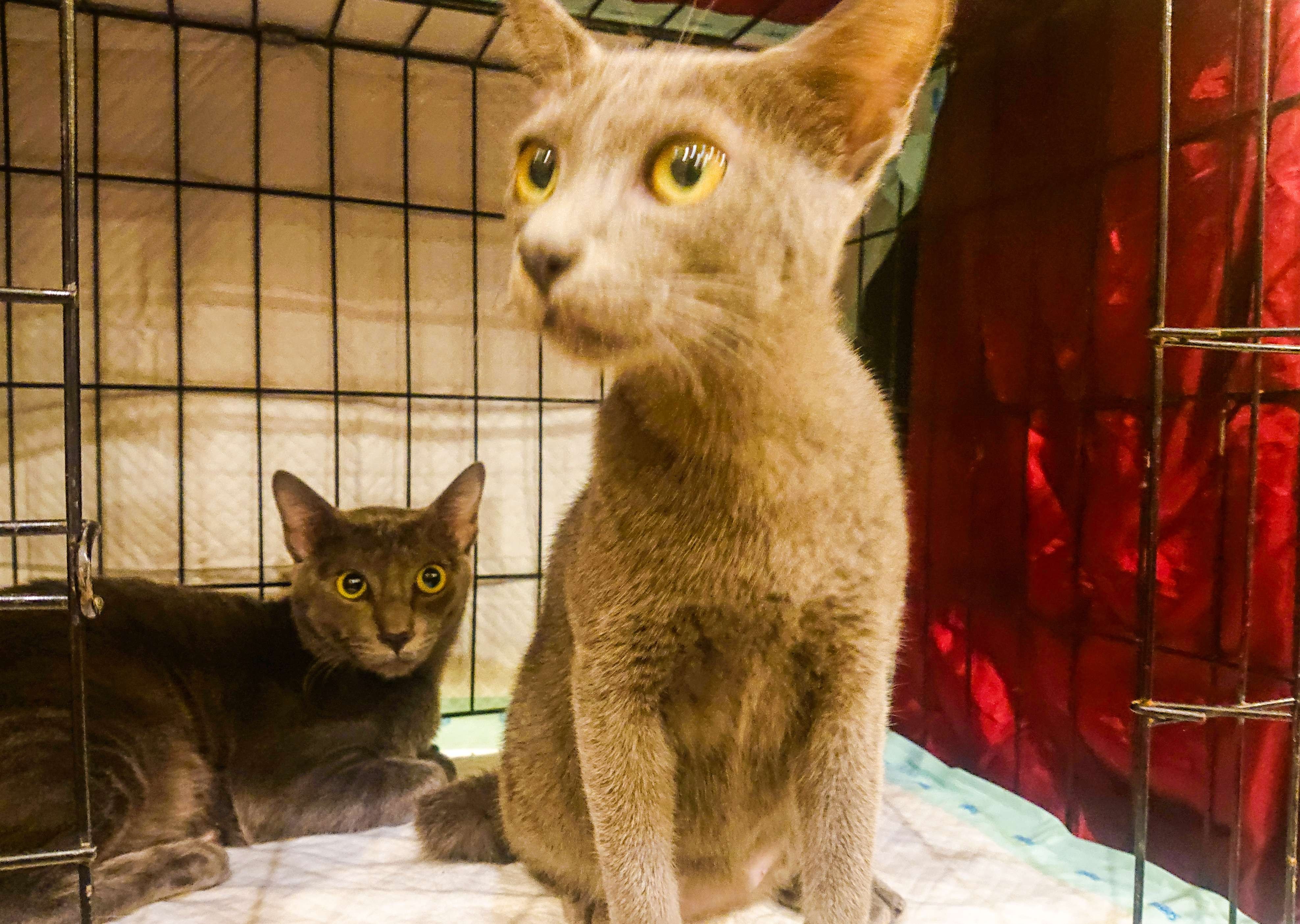 Kucing busok, saat ini diakui sebagai ras asli indonesia. (Foto: Aini/Ngopibareng.id)