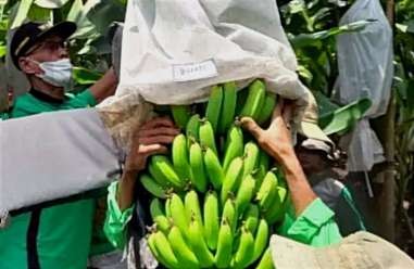 Sukses panen perdana, Bupati Bondowoso, Salwa Arifin siap mengembangkan lahan penanaman pisang cavendish. (Foto: Guido Saphan/ngopibareng.id)