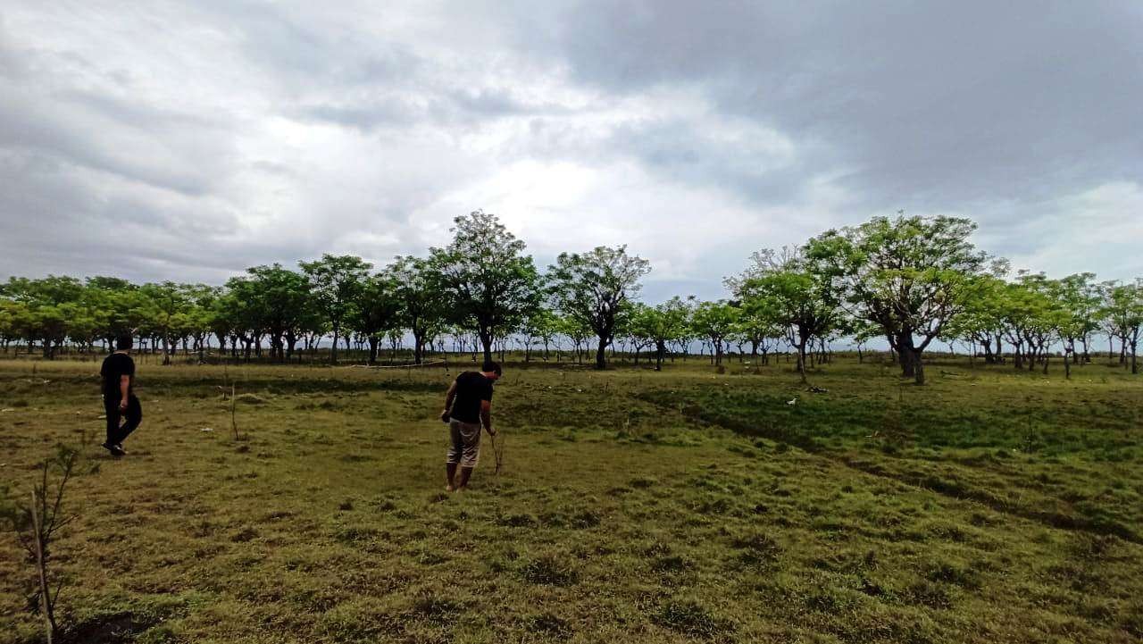 Savana Beach Banyuwangi akan melengkapi pilihan destinasi wisata alam yang ada di Banyuwangi (foto: Muh Hujaini/Ngopibareng.id)