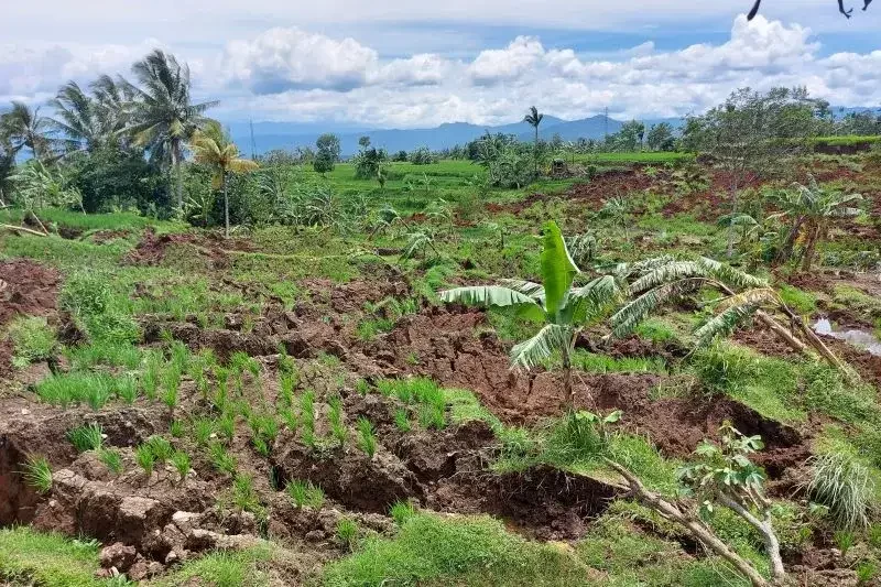 Dinas Pertanian Kabupaten Cianjur mencatat sebanyak 317 hektar lahan sawah rusak akibat gempa. (Foto: Ant)