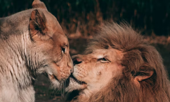 Lima singa penghuni Kebun Binatang Taronga, Sydney, berhasil keluar dari kandangnya. Namun semuanya kini telah kembali ke dalam kandang pengawasan. (Foto: Unsplash)