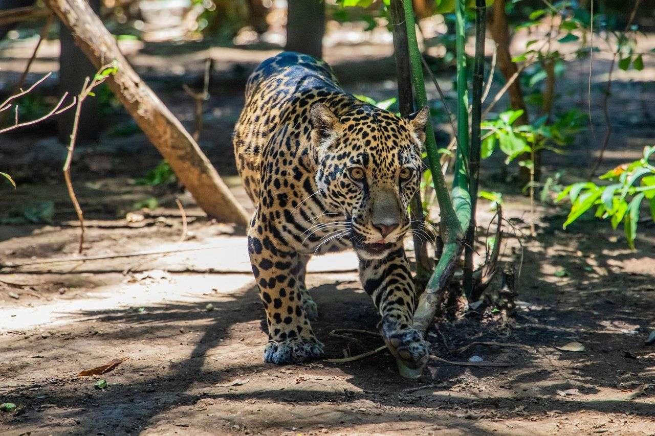 Warna Desa Sumberarum dan sekitarnya digegerkan dengan kehadiran macan tutul di sekitar sawah dan kebun. (Foto: ILustrasi)