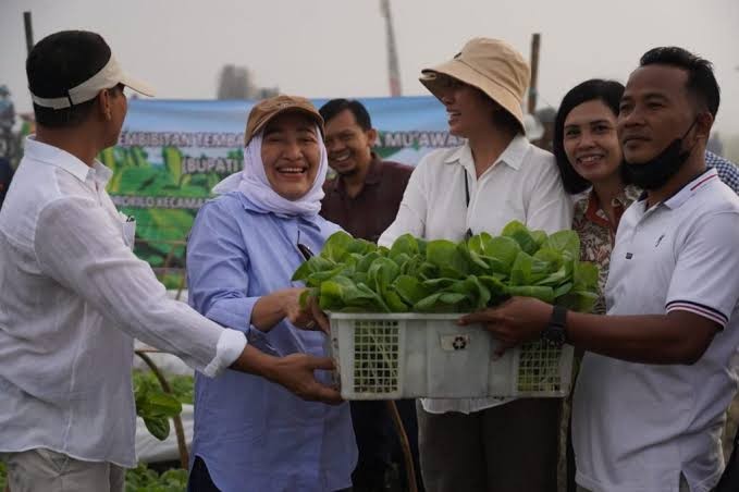 Bibit tembakau Bojonegoro, Jawa Timur, siap tanam. (Foto: Ahmad Sampurno/Ngopibareng.id)