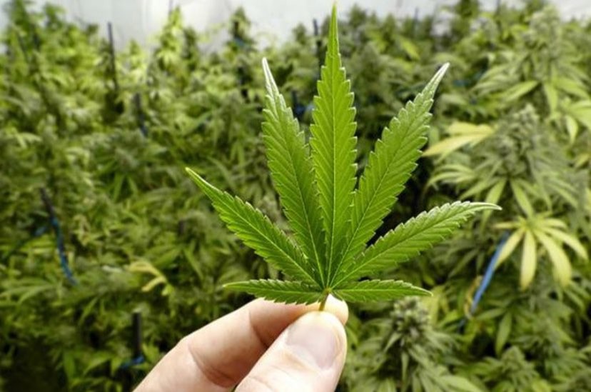 Gambar daun ganja (Foto: istock)