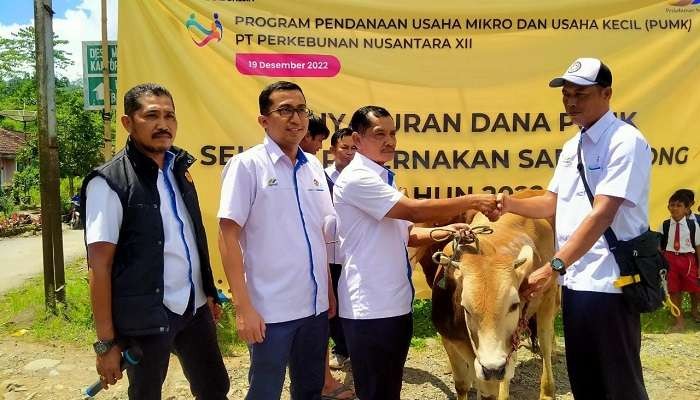 Penyerahan sapi potong secara simbolis oleh pihak PTPN XII kepada peternak. (Foto: Rusdi/Ngopibareng.id)