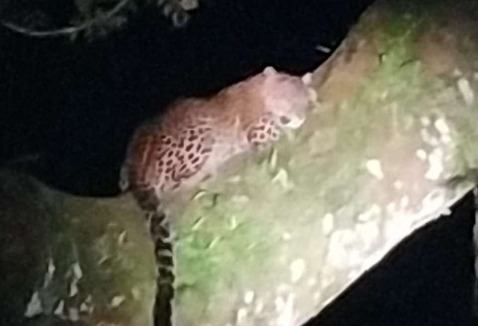 Macan tutul tampak tertidur di batang pohon setelah memangsa seekor monyet. (Foto: Istimewa)