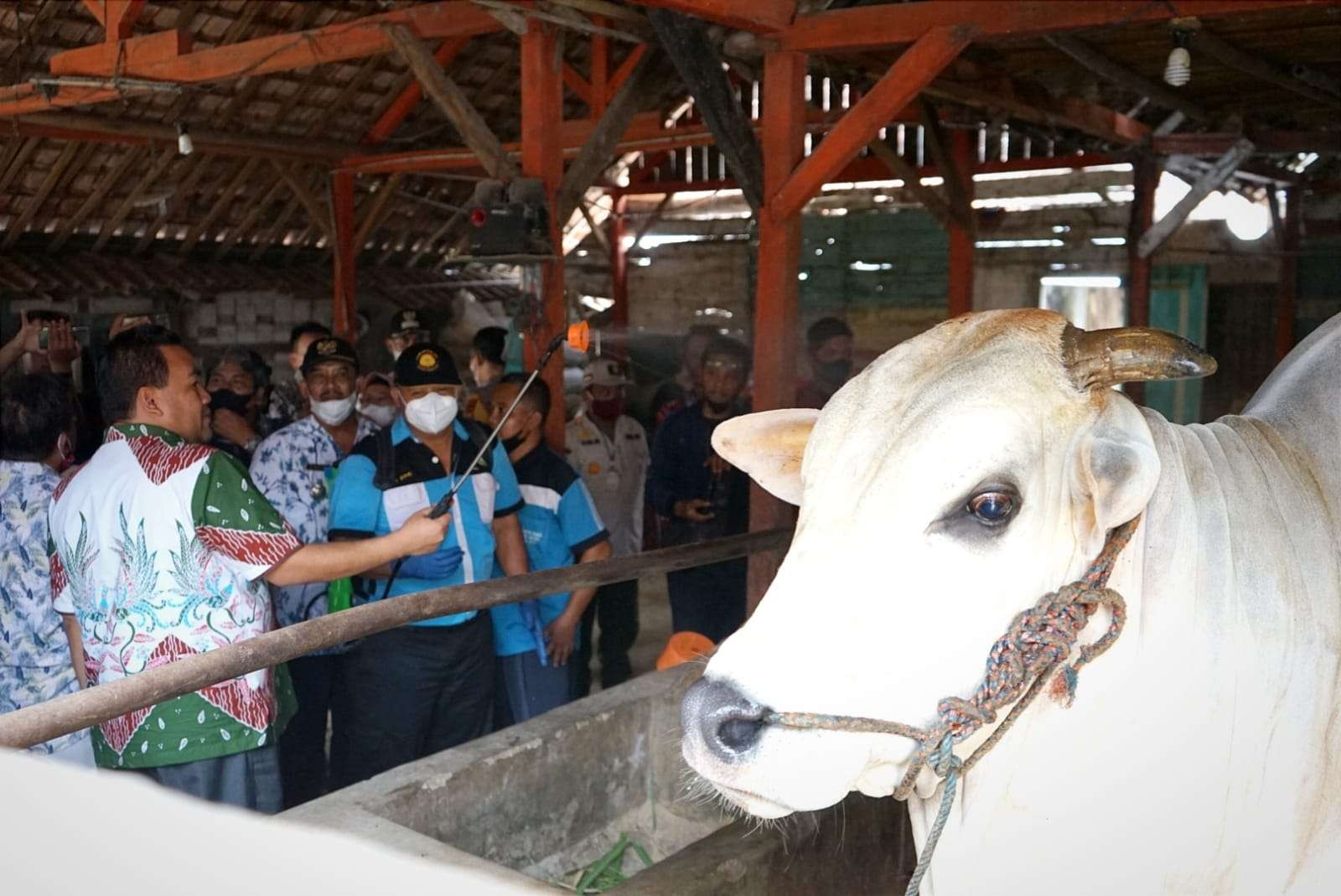 Penyakit mulut dan kuku sapi kembali merebak di Blora. (Foto: Ahmad Sampurno/ Ngopibareng.id)