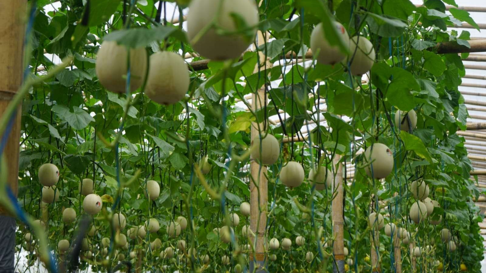 Wisata petik buah melon di Desa Sambongrejo, Kecamatan Sambong, Kabupaten Blora, Jawa Tengah. (Foto: Ahmad Sampurno/Ngopibareng.id)