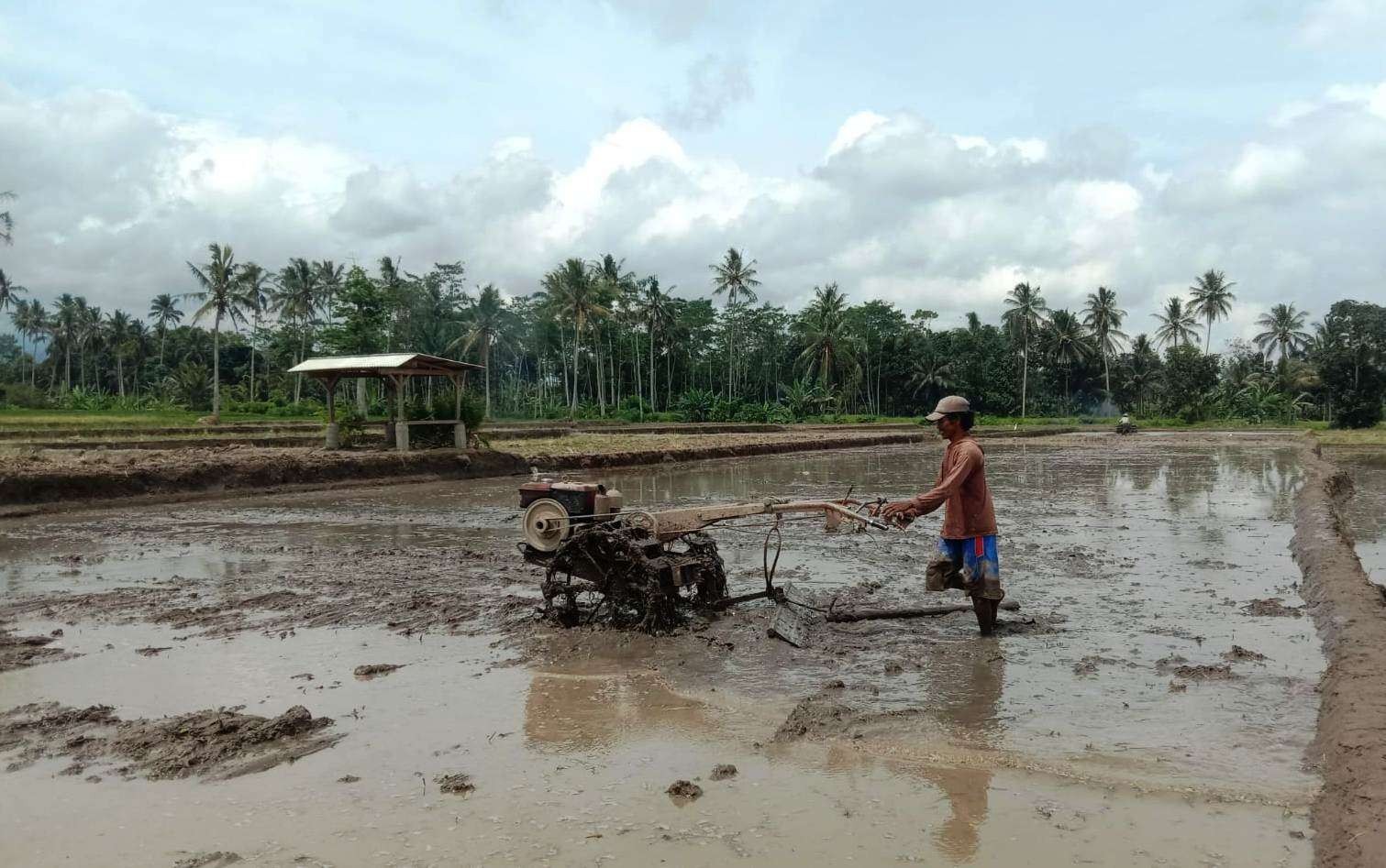 Petani di Banyuwangi mendapat jatah pupuk urea dan NPK memasuki musim tanam. (Foto: Istimewa)