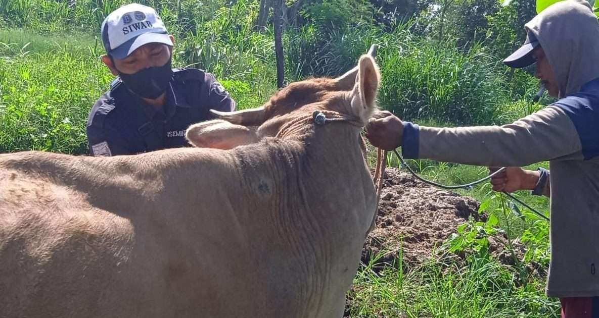 Petugas dari Diperta Kabupaten Probolinggo dibantu peternak sedang mengecek kesehatan sapi. (Foto: Ikhsan Mahmudi/Ngopibareng.id)