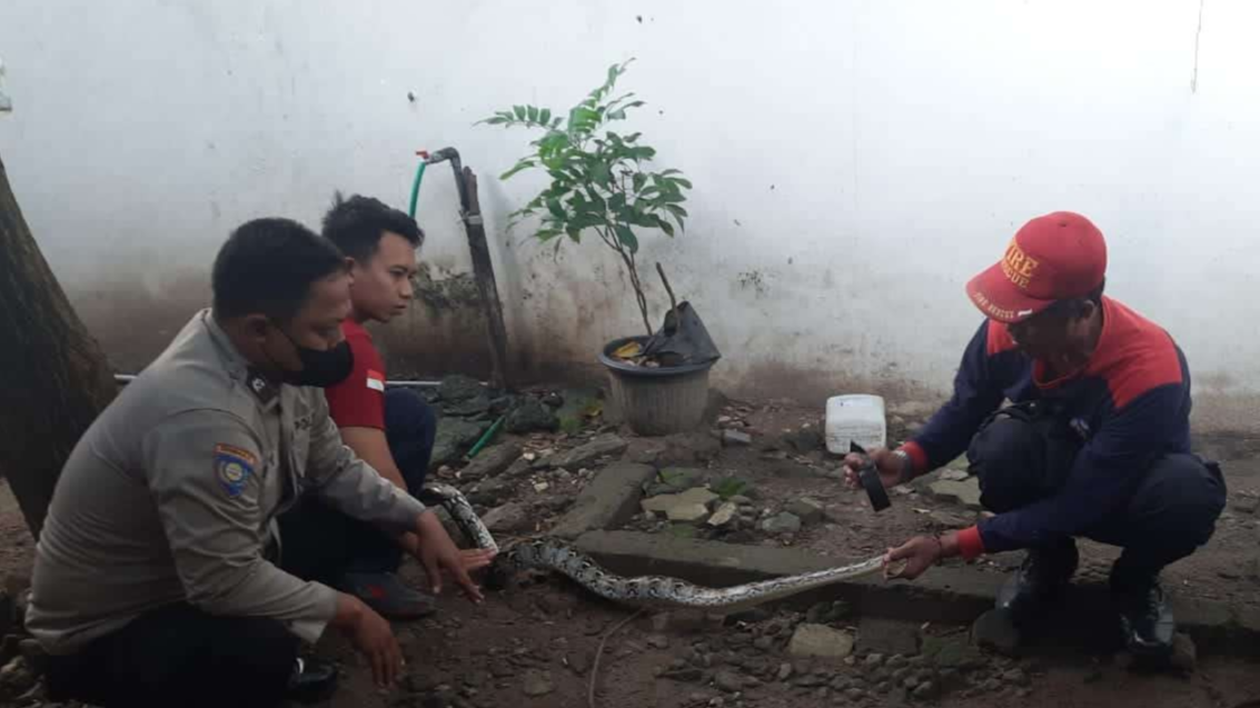 Petugas dari Satpol PP dan Damkar Tuban bersama Polsek Plumpang berhasil mengevakuasi ular piton di area kantor BRI Unit Plumpang (Foto: dok. Damkar Tuban)