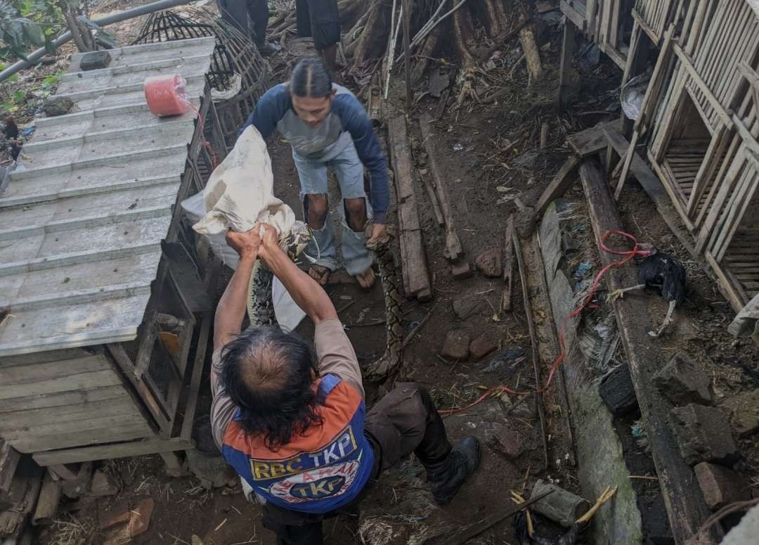 Ular sanca besar ditangkap warga dari dala|m kandang ayam.(Foto : Deni Lukmantara/Ngopibareng)